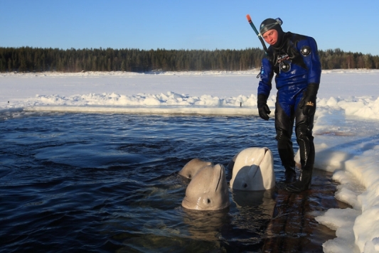Белухи - дельфины Белого моря - 2