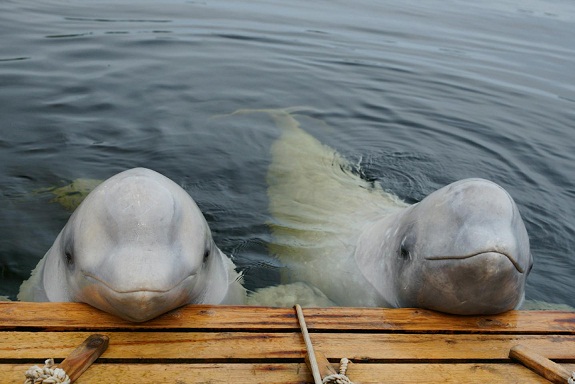 Белухи - дельфины Белого моря
