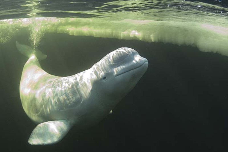 Белухи - дельфины Белого моря - 4