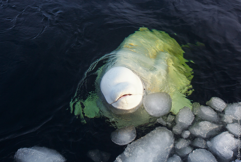 Белухи - дельфины Белого моря - 1