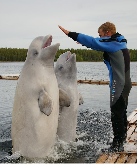 Белухи - дельфины Белого моря - 6