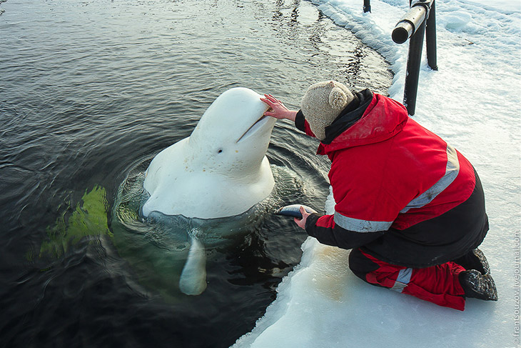 Белухи - дельфины Белого моря - 0