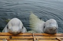 Белухи - дельфины Белого моря